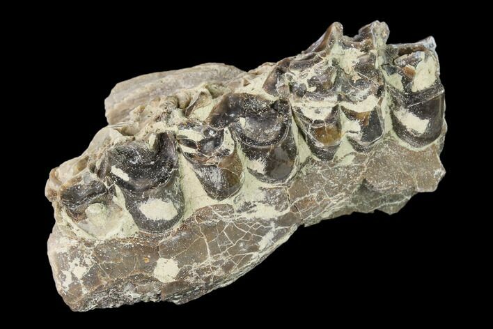 Oreodont (Merycoidodon) Jaw Section - South Dakota #136034